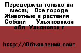 Передержка только на месяц - Все города Животные и растения » Собаки   . Ульяновская обл.,Ульяновск г.